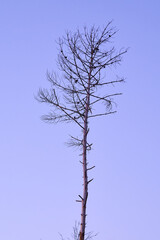 Obraz premium dry trees with blue sky background