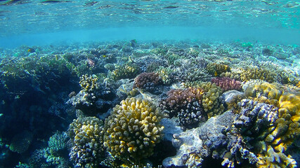 Naklejka na ściany i meble underwater world, colored corals and fish, marine inhabitants of the Red Sea