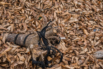Tree trunk on ground