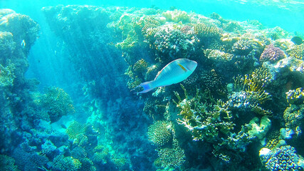 Fototapeta na wymiar underwater world, colored corals and fish, marine inhabitants of the Red Sea
