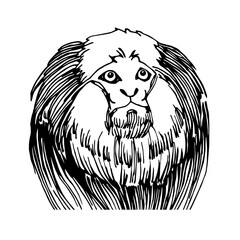 shaggy head of a marmoset monkey, a funny smart pet with an emotional face, vector illustration with black ink lines isolated on a white background in a hand drawn style
