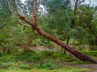 Fototapeta premium Leaning Tree
