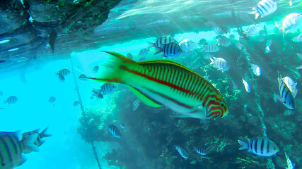 close up of colored fish, underwater world of the Red Sea, corals and reefs