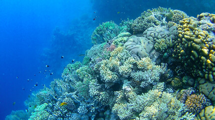 Naklejka na ściany i meble underwater world, colored corals and fish, marine inhabitants of the Red Sea