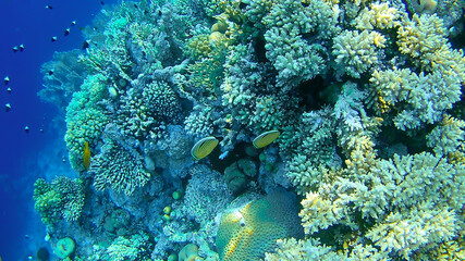 Obraz premium underwater world, colored corals and fish, marine inhabitants of the Red Sea