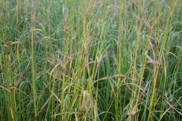 prairie grasses