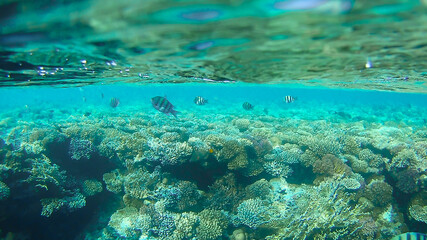 underwater world, colored corals and fish, marine inhabitants of the Red Sea