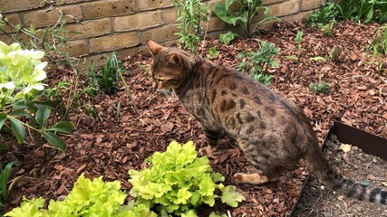 beautiful pedigree Bengal cat in a garden