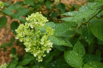 hydrangea after a rain