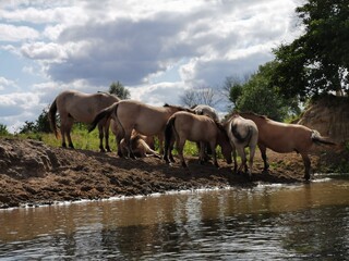Fototapeta premium horses in the water