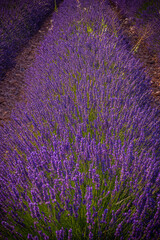 Fototapeta na wymiar Famous lavender fields in France Provence - travel photography