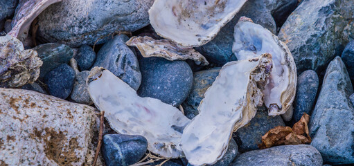 Oyster shells on pebble beach