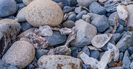 Oyster shells on pebble beach