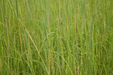 rainbow prairie grass