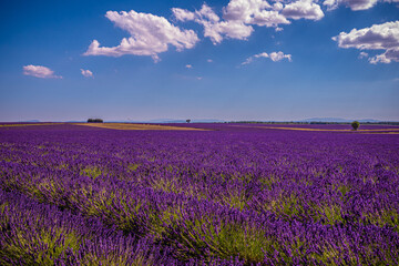 Naklejka premium Landscape of the Plains of Valensole in the Provence