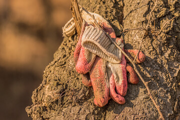 Gloves in a tree