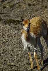 Vicuña solitaria, color cafe y blanco  en un terreno de arena y piedra 