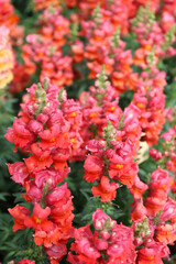 Fototapeta premium Bright dark pink flower snapdragon growing in a botanical garden