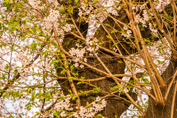 Cherry blossom tree branches
