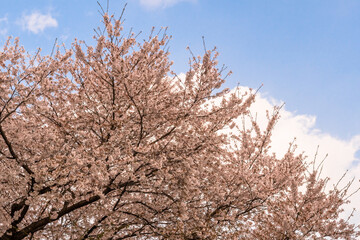 Top of beautiful cherry blossom tree branches ste against blue sky with puvvy white clouds.
