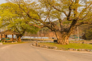Large protected tree in Korea