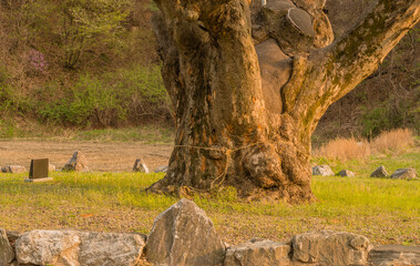 Large protected tree in Korea