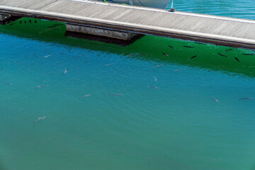 Wooden pier on the river. Lisbon, Portugal, on October 6, 2019