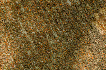 Closeup of bark of tree