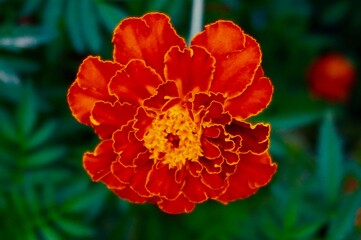 orange poppy flower