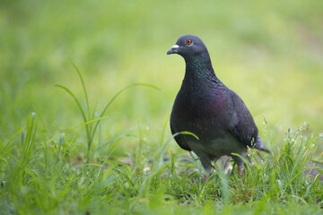 公園でくつろぐ鳩