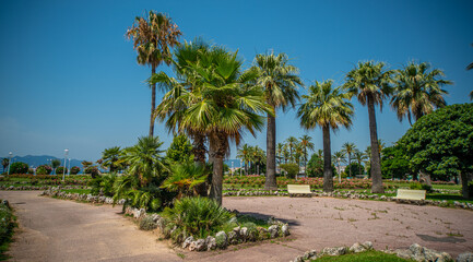 Obraz na płótnie Canvas Beautiful park with palm trees in the city of Cannes at the Croisette - travel photography
