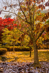 Broad leaf tree in autumn