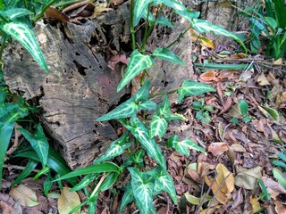 frog in the forest
