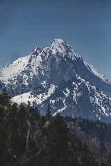 Rock mountain peak in snow on background of blue clear sky. Pine forest on foreground. Vertical wallpaper