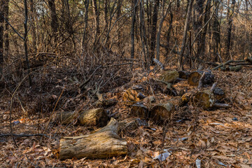 Decaying logs and branches