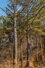 Tree marked to be cut down