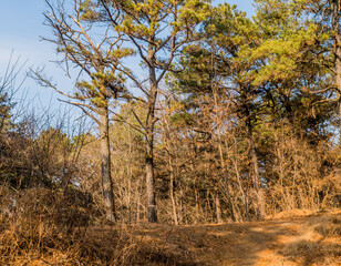 Tree marked to be cut down