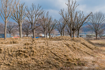 Rural landscape of leafless trees