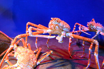 深海に生息する巨大な蟹　タカアシガニ（日本の新江ノ島水族館）
