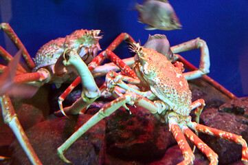 深海に生息する巨大な蟹　タカアシガニ（日本の新江ノ島水族館）