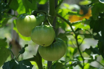 緑のトマト