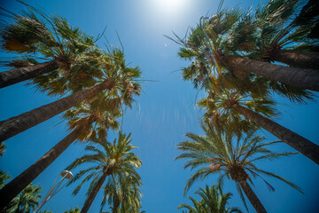Obraz premium Palm Trees against a blue sky - perfect holiday feeling