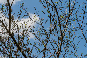 Tree branches with new spring buds