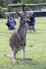 Naklejka na ściany i meble Eastern grey kangaroo standing on hind legs at zoo 