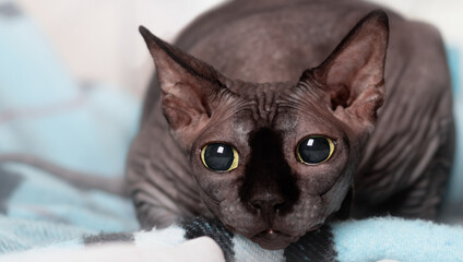 A purebred domestic Sphynx with playful big eyes prepares to attack and hunts. A funny gray cat...