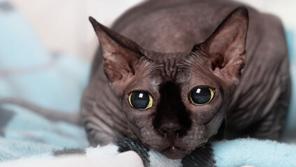 A purebred domestic Sphynx with playful big eyes prepares to attack and hunts. A funny gray cat with a black nose and green eyes. Emotional and crazy pet at home. Funny portrait