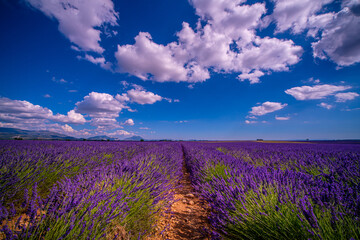 Fototapeta premium Famous lavender fields in France Provence - travel photography