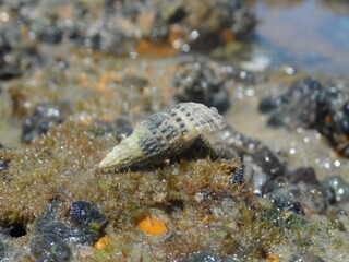 Macro photo of marine fauna on a Brazilian beach on a sunny day.
