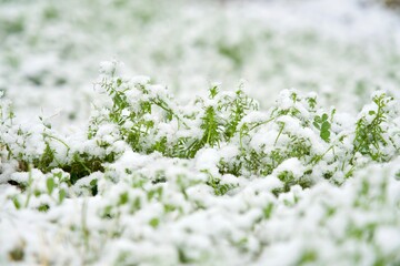 雑草の上に雪