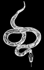 Ink blood python on white background 